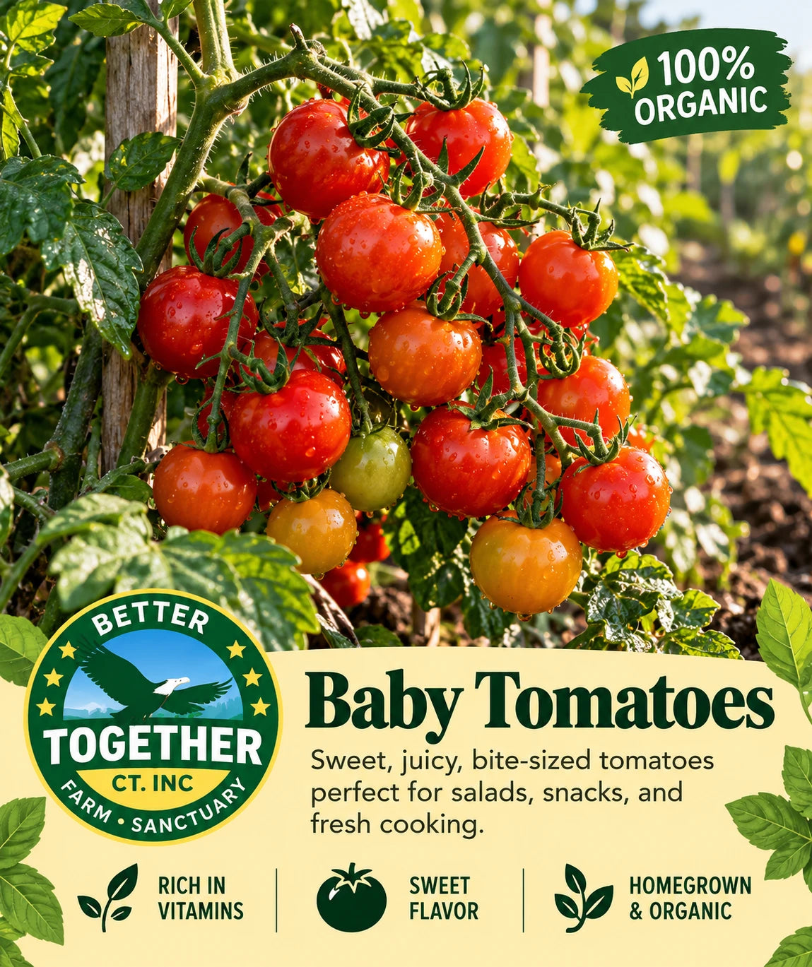 Baby Tomatoes (Organic)