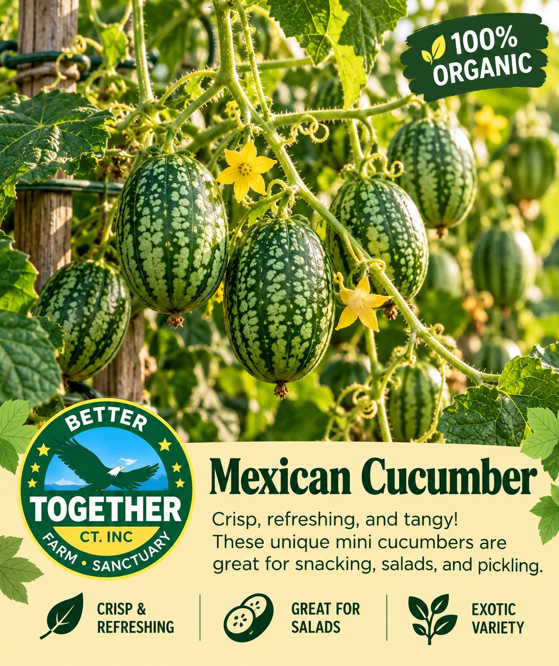 Mexican Cucumber (Organic)