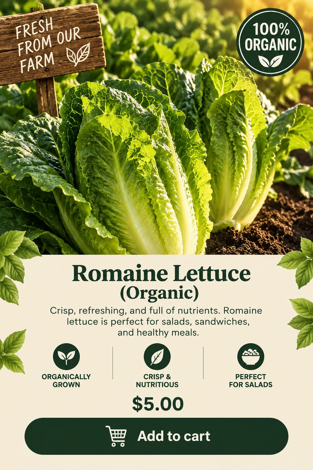 Romaine Lettuce (Organic)