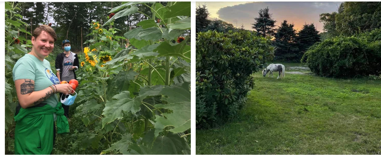 Harvest day with our volunteers