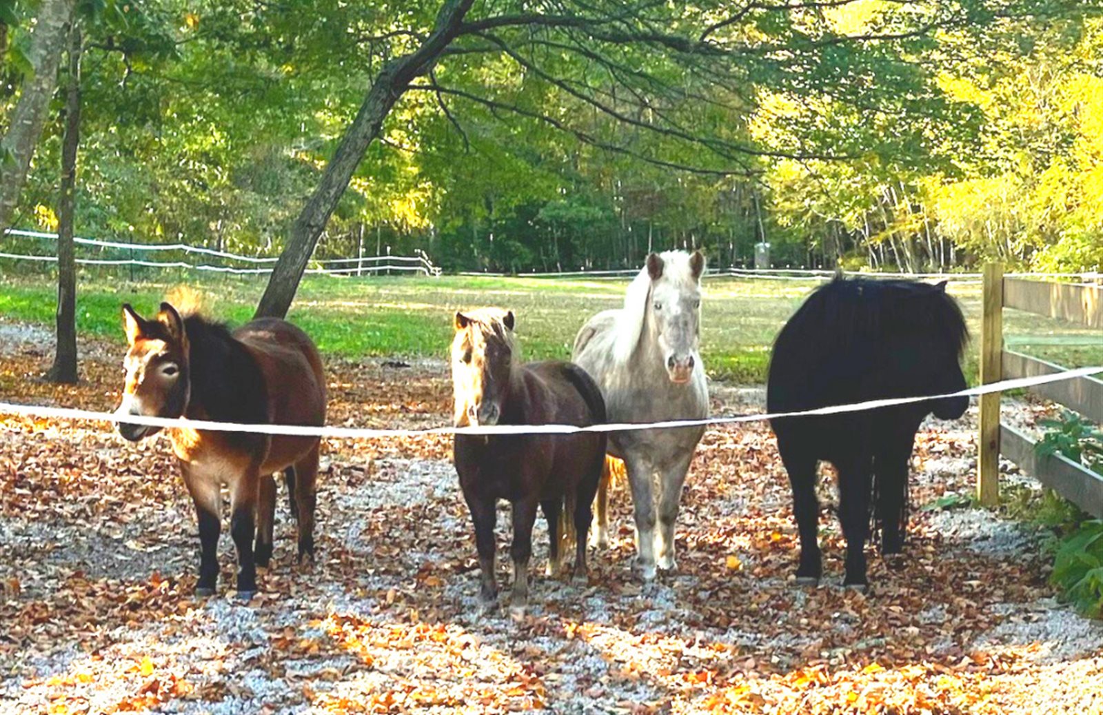 Our mini horses and donkey