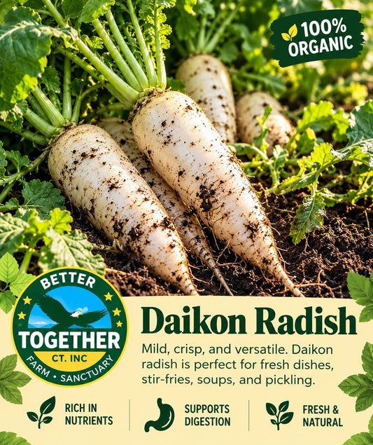 Daikon Radish (Organic)