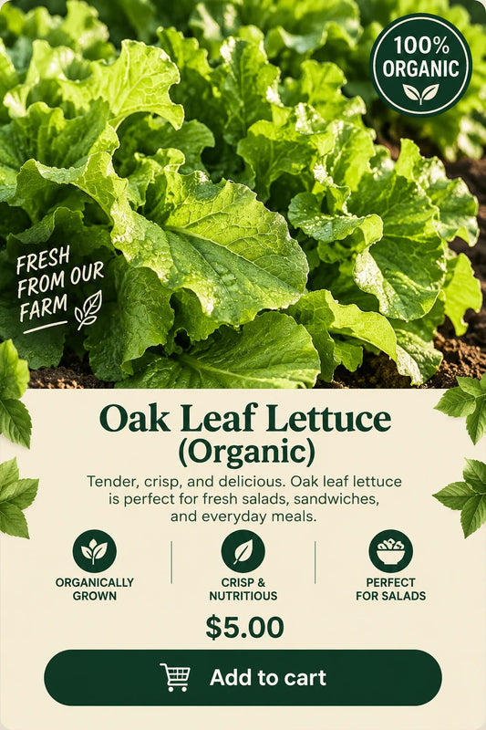 Oak Leaf Lettuce (Organic)