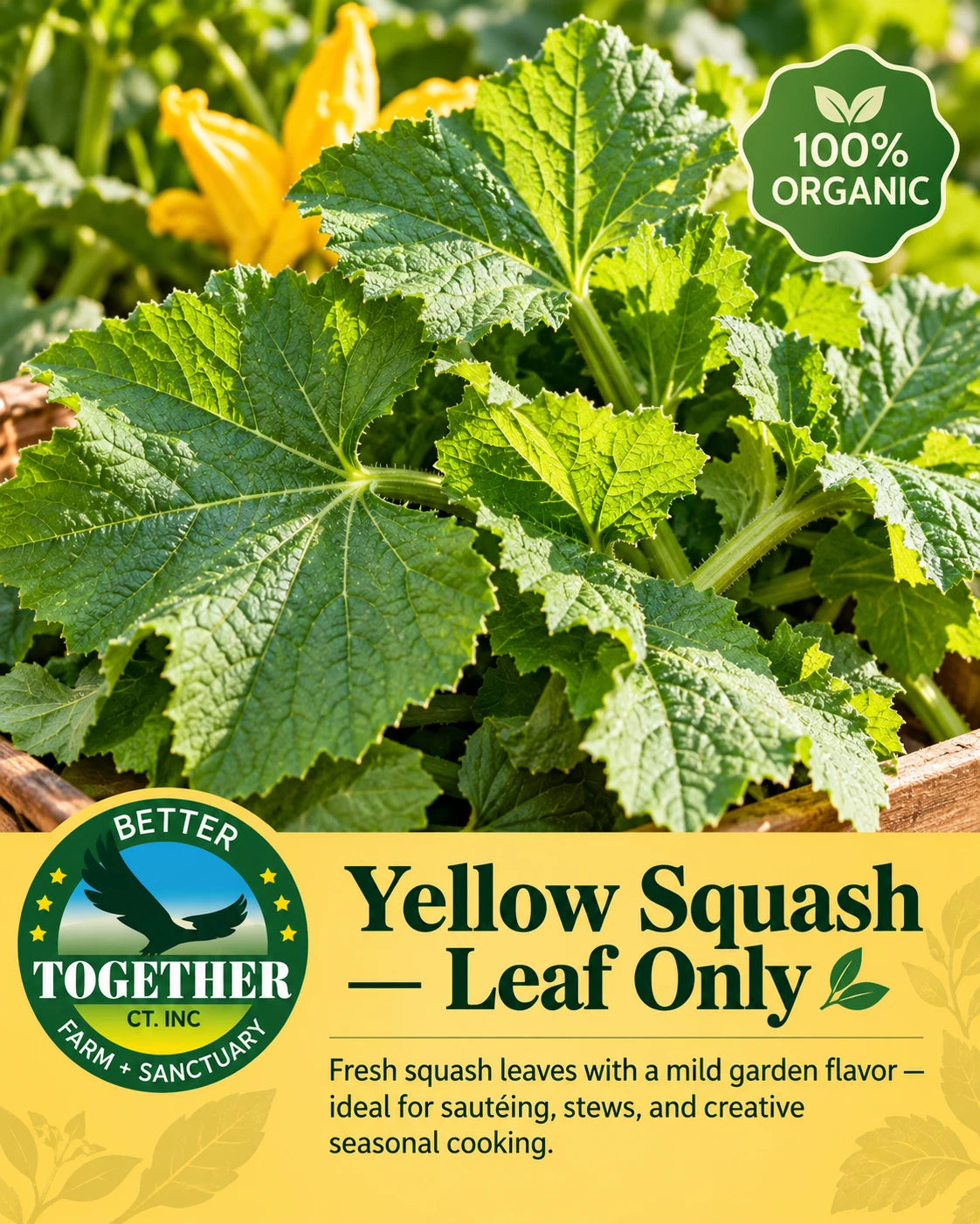 Yellow Squash Leaf