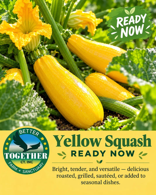 Yellow Squash