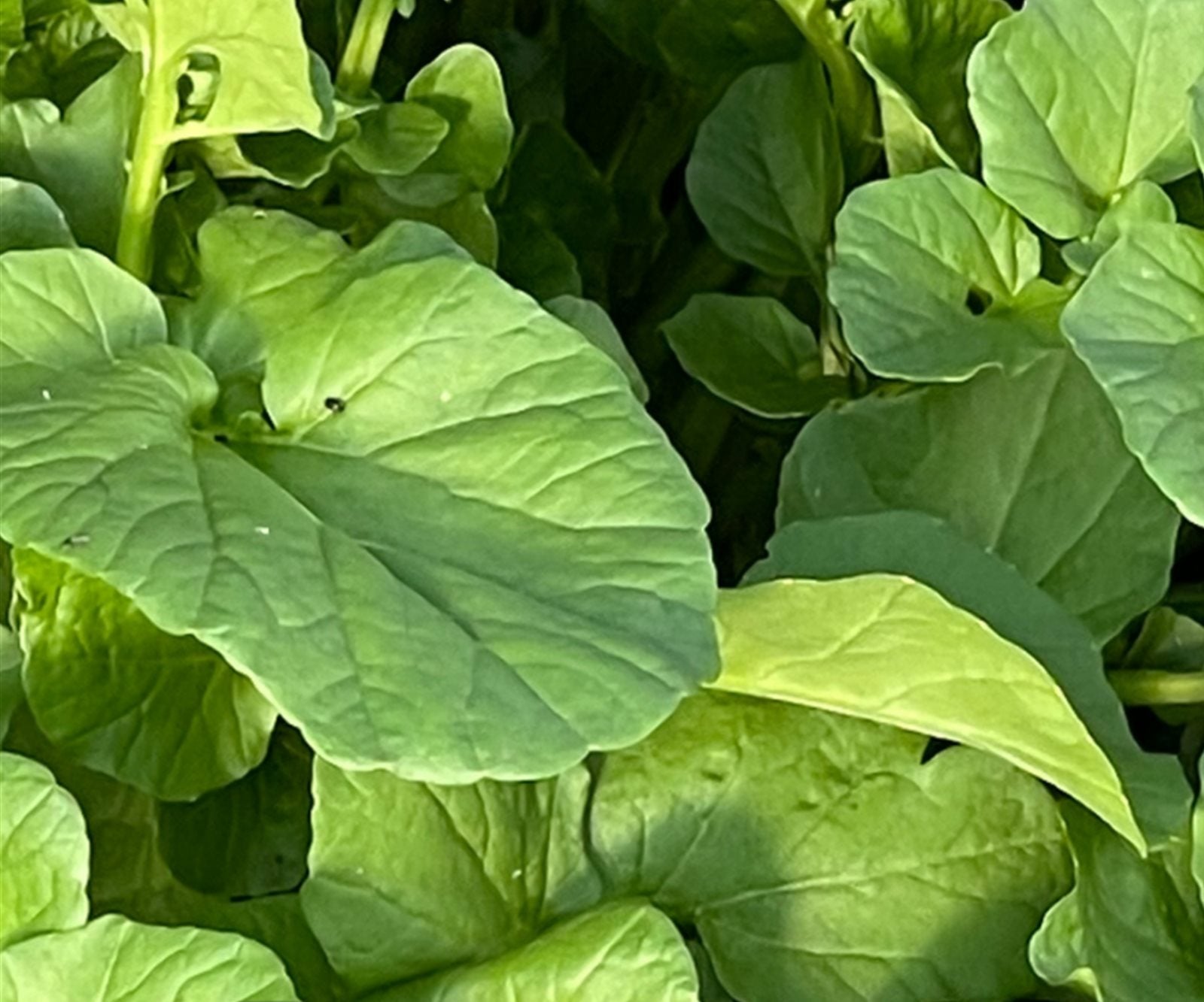 From seed to sale