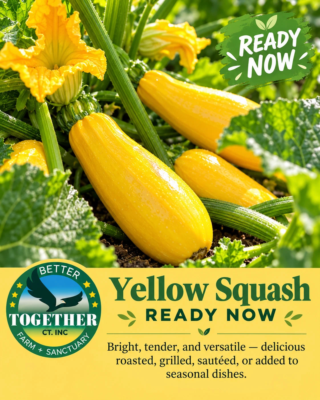 Yellow squash, ready now